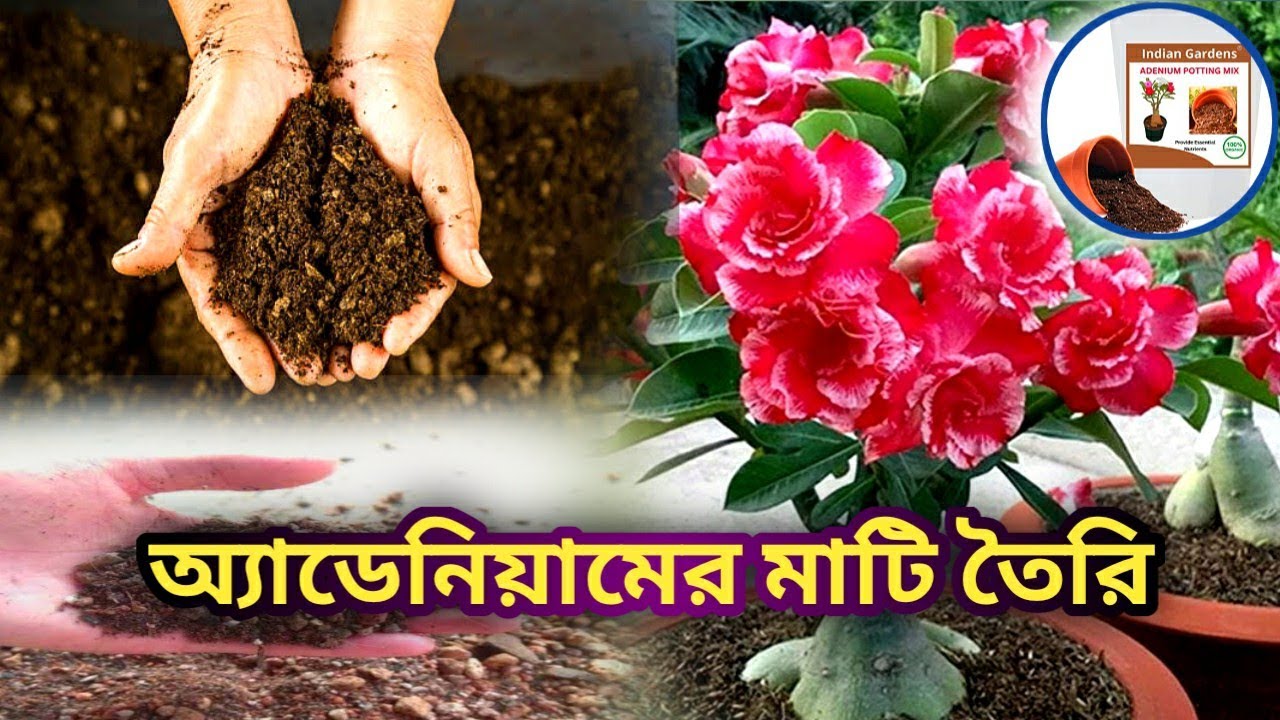 অ্যাডেনিয়ামের মাটি তৈরি করুন অভিনব পদ্ধতিতে(Best Potting mix for adenium plant's)