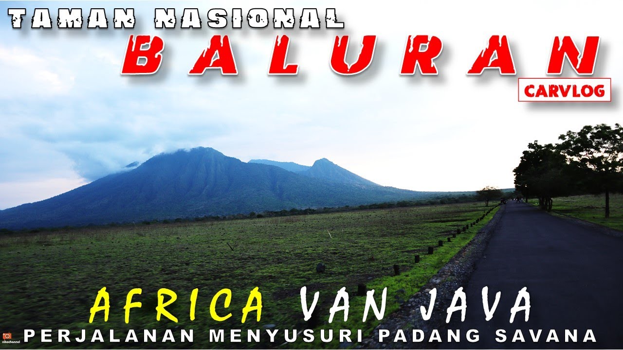 Taman Nasional Baluran - Menyusuri Padang SAVANA dan Review suasana ASLI Africa Van Java