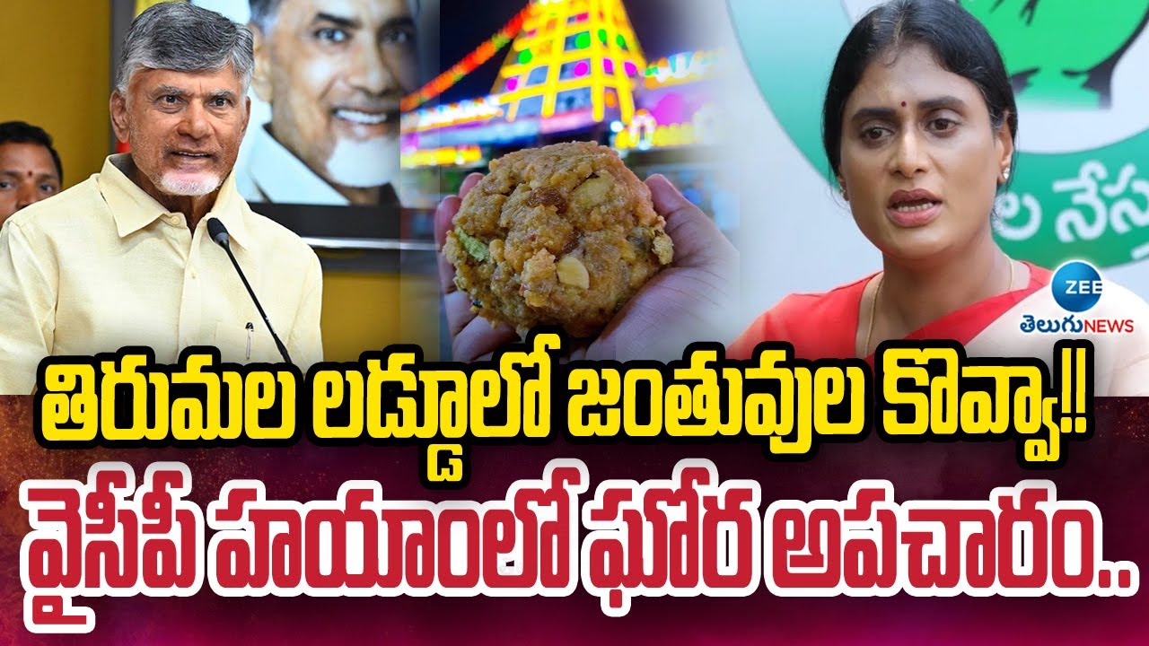 YS Sharmila About Tirupati Laddu Controversy | Animal Fat | తిరుమల లడ్డూలో జంతువుల కొవ్వా!! | ZEE