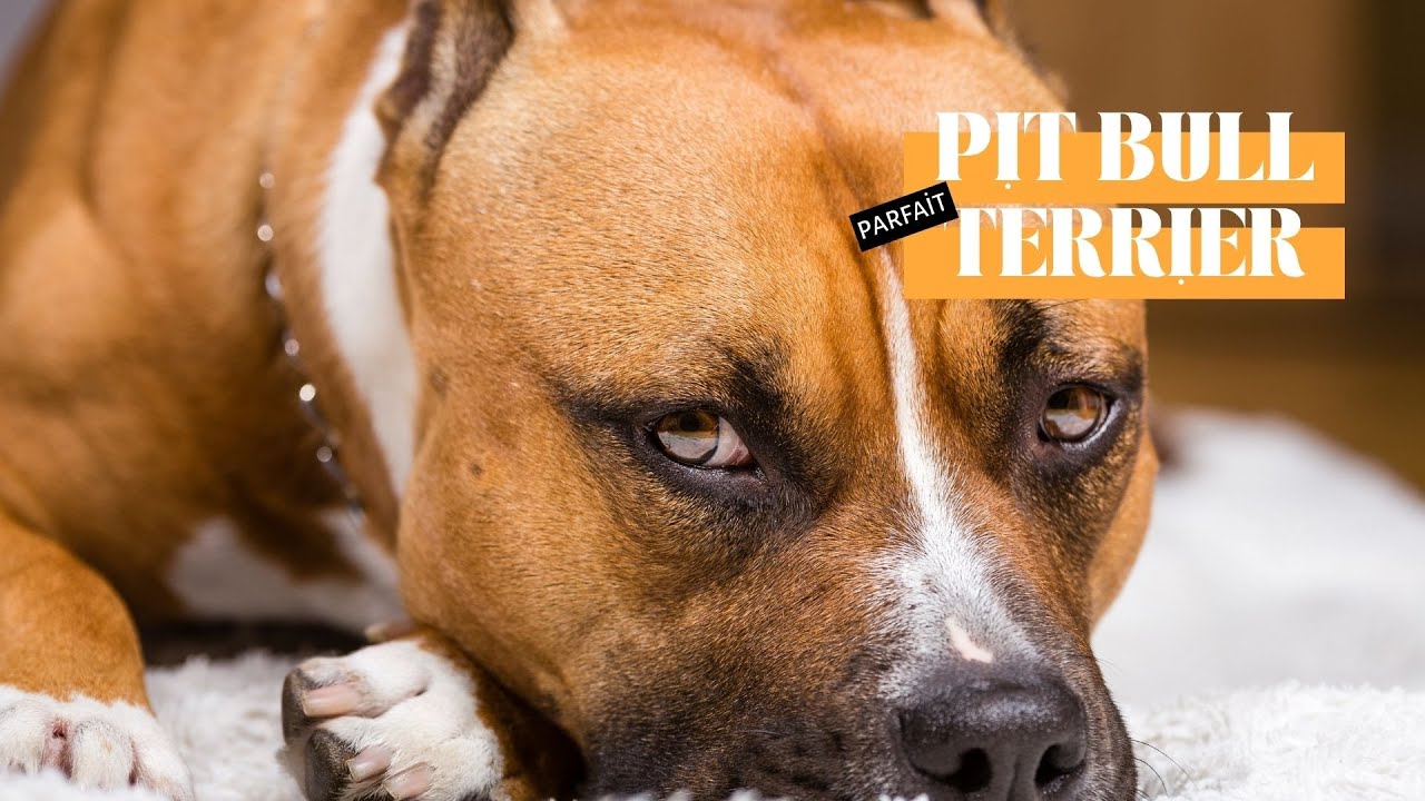 American Pit Bull Terrier