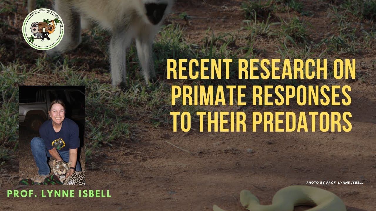 Recent Research on Primate Responses to their Predators - Prof. Lynne Isbell