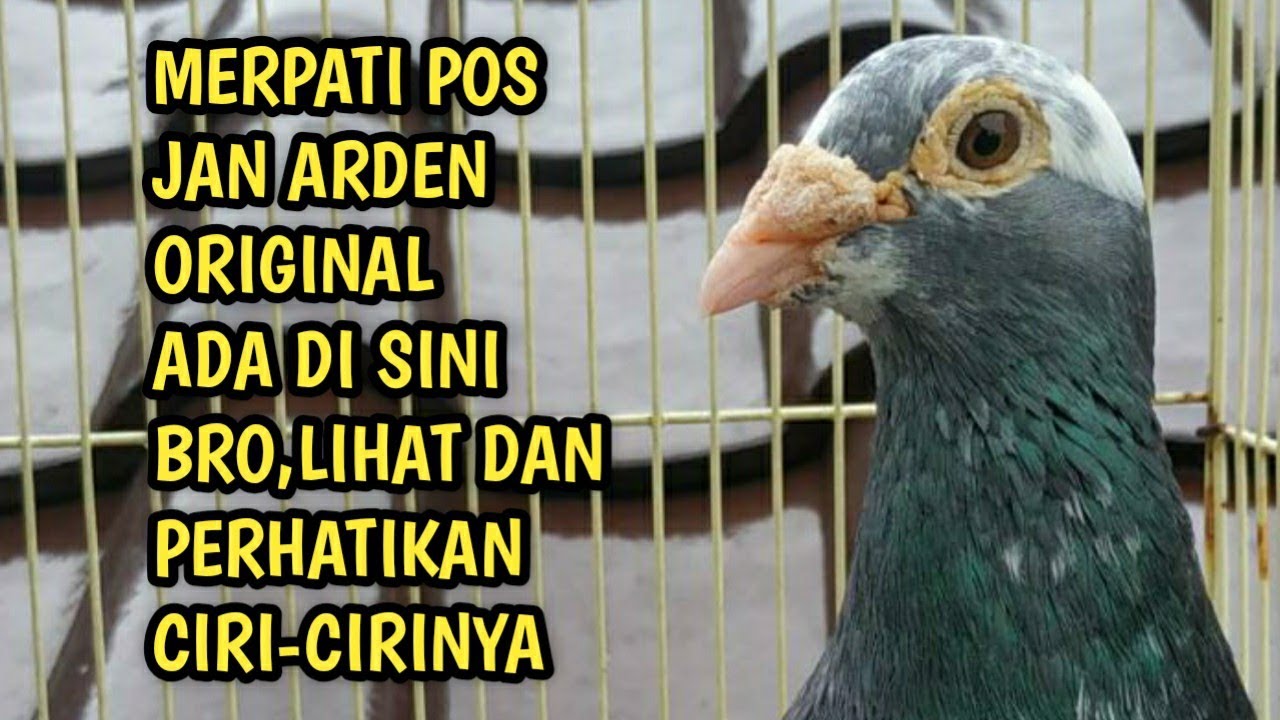 MERPATI POS INI DARI AFRIKA BERDARAH JAN ARDEN ORIGINAL