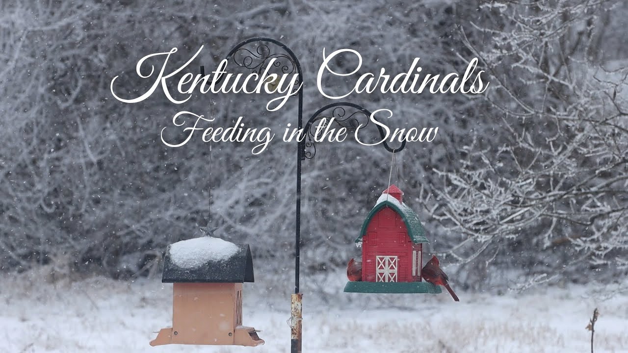 Kentucky Cardinals