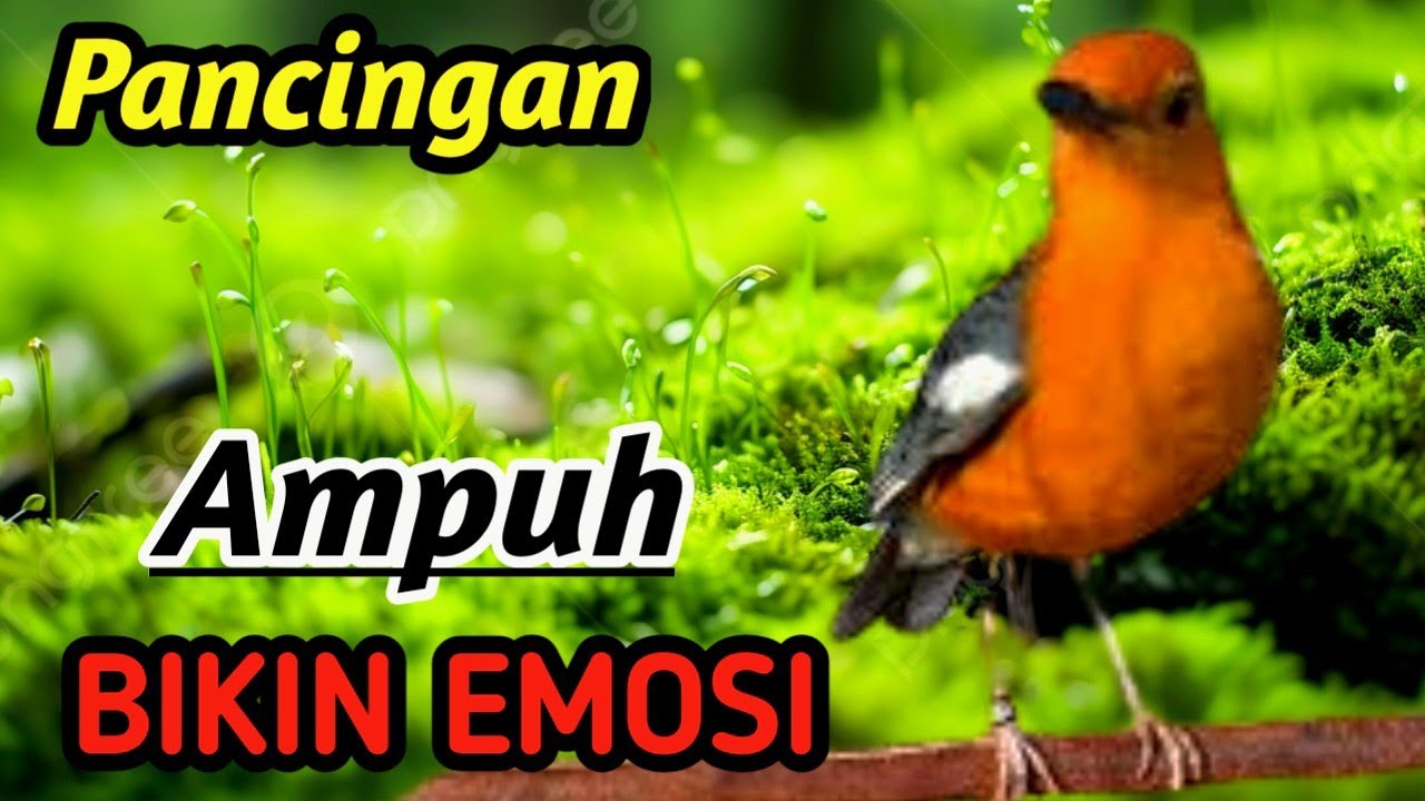 Masteran Anis Merah Suara Sungai Asli – Deep Nature Healing, Kuat Mental & Champion Style