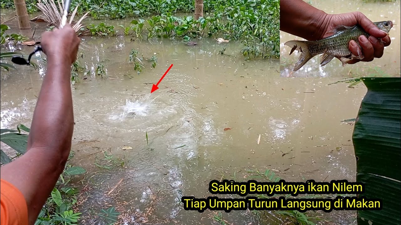 PLUNG NYUT!!! MANCING NILEM DI PINGGIRAN WADUK MRICAN STRIKE BERTUBI-TUBI