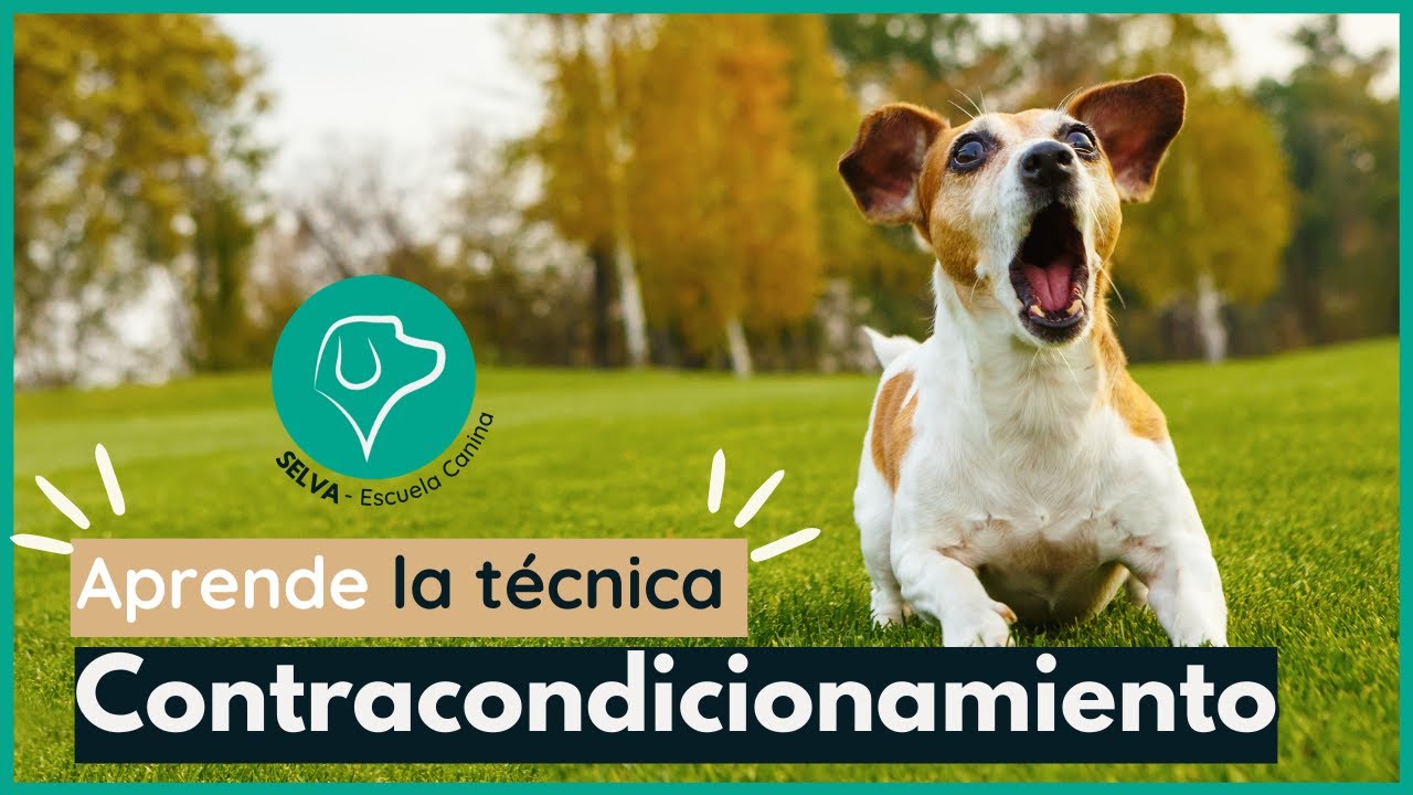 Contracondicionamiento en PERROS 👀 Aprende Fácil ⚡