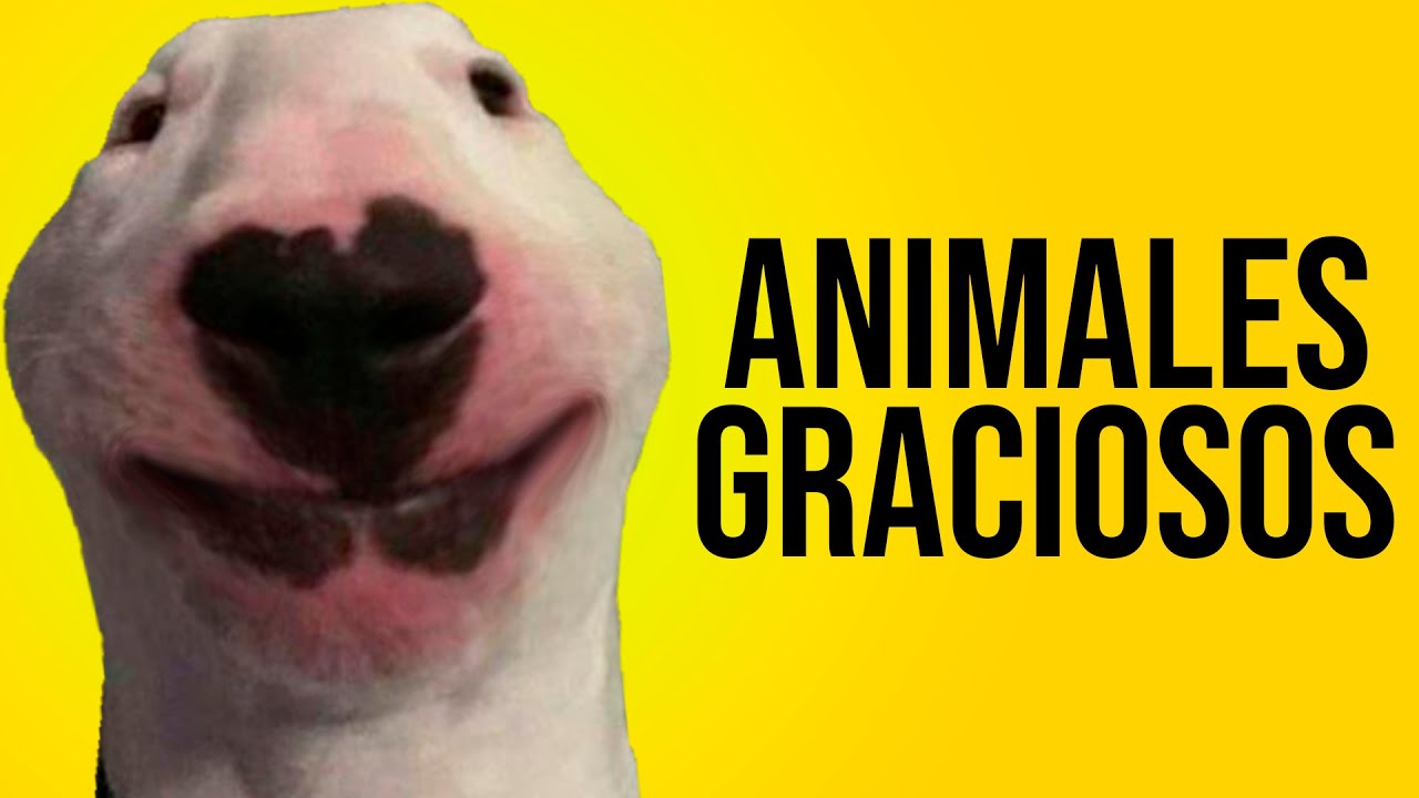 ANIMALES GRACIOSOS