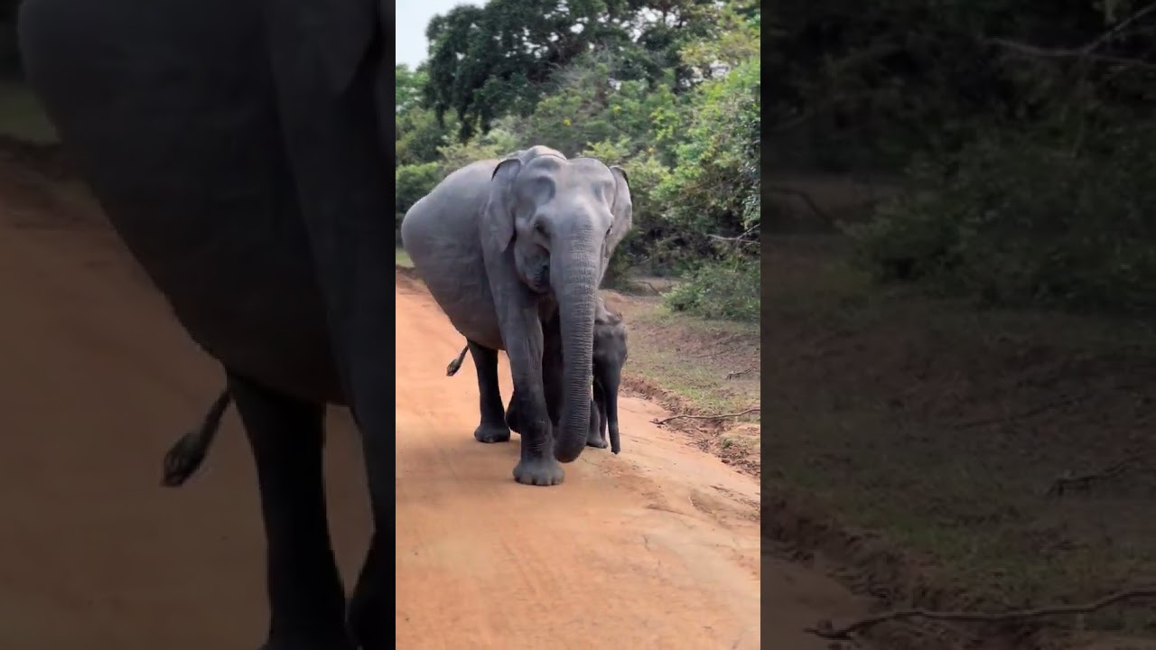 Yala Elephant | Wild Animal Sri Lanka  