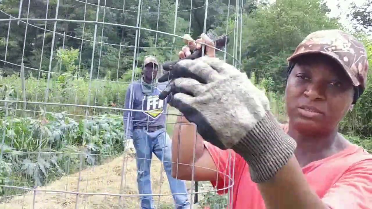 Making A Tomato Trellis With Old Fencing.