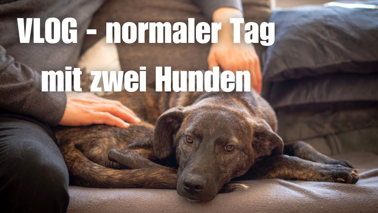 VLOG - Ein ganz normaler Tag mit zwei Hunden (Ängstlicher Pflegehund & Ersthund)