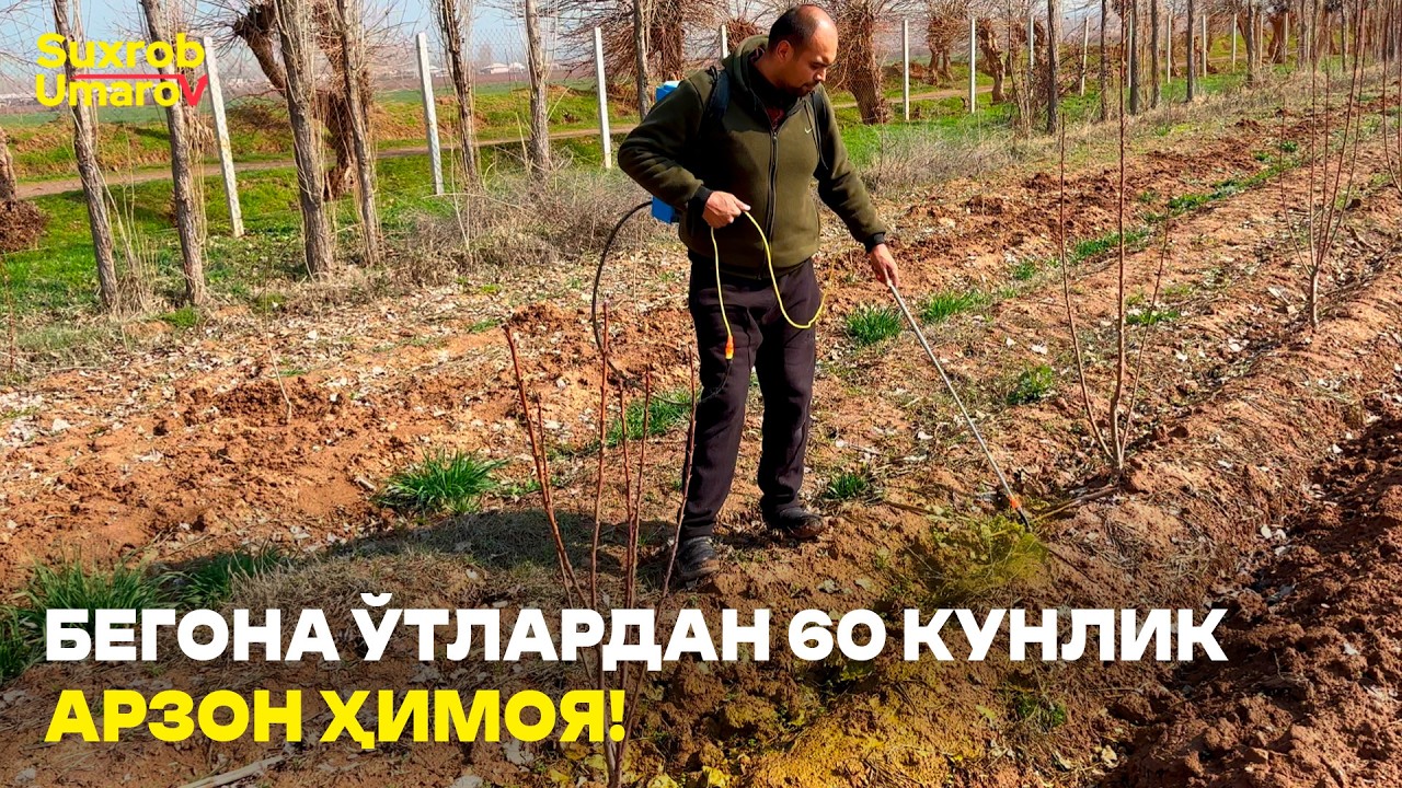 БЕГОНА ЎТЛАРДАН ЧИҚМАСДАН ЙЎҚ ҚИЛАМИЗ! #suxrobumarov