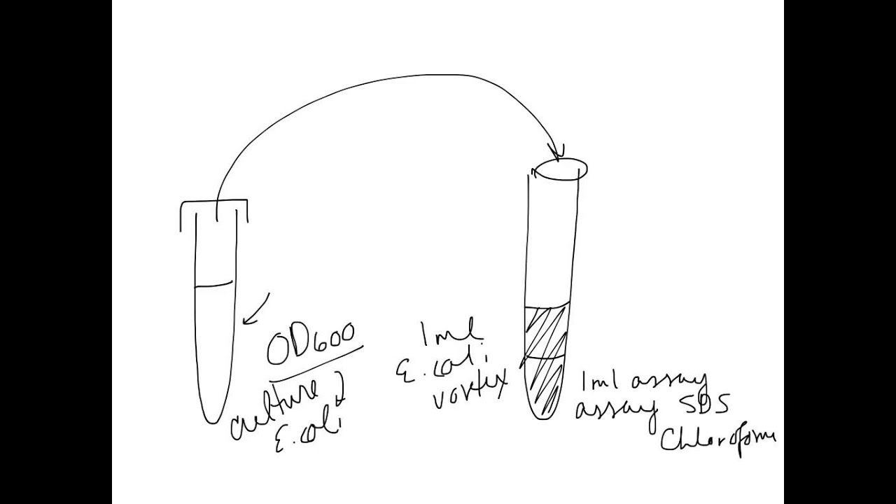 Beta galactosidase assays in E. Coli