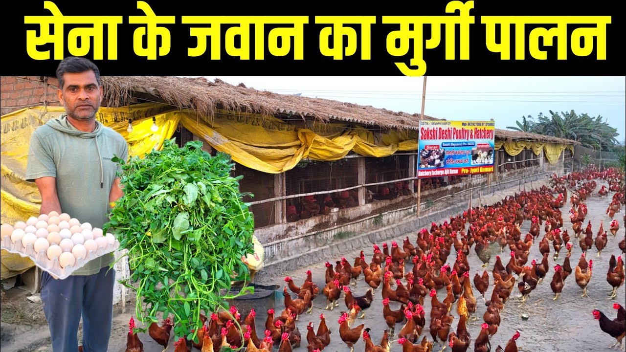 सेना के जवान का मुर्गी पालन | Sonali murgi palan | poultry farming | desi murgi palan