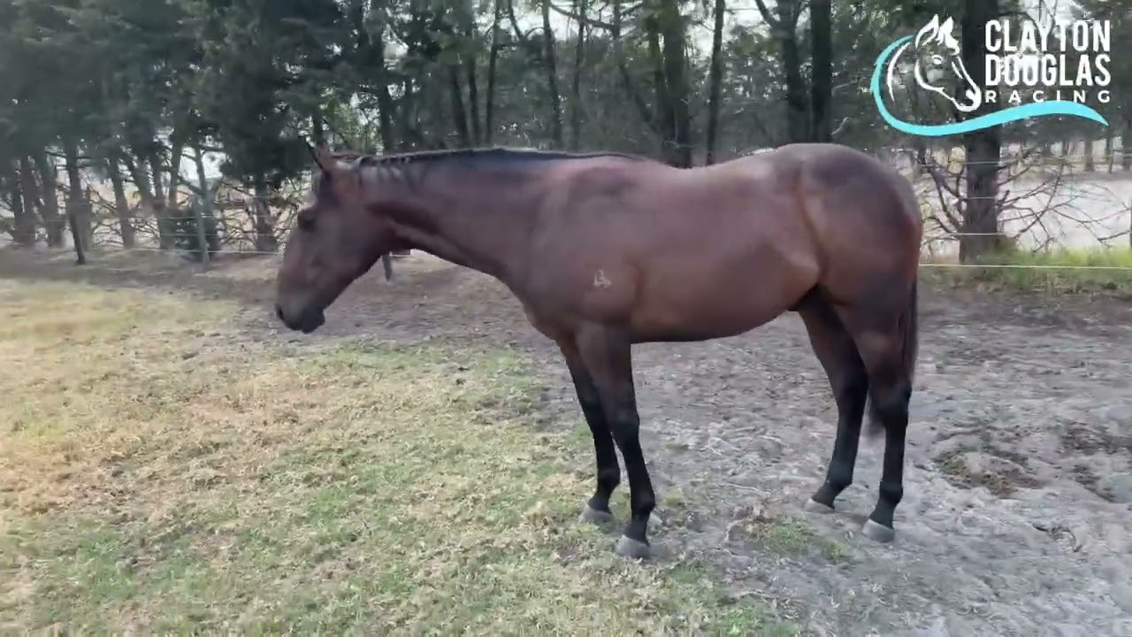 Wild Ruler x Tarabai colt - trainer update,  30th January