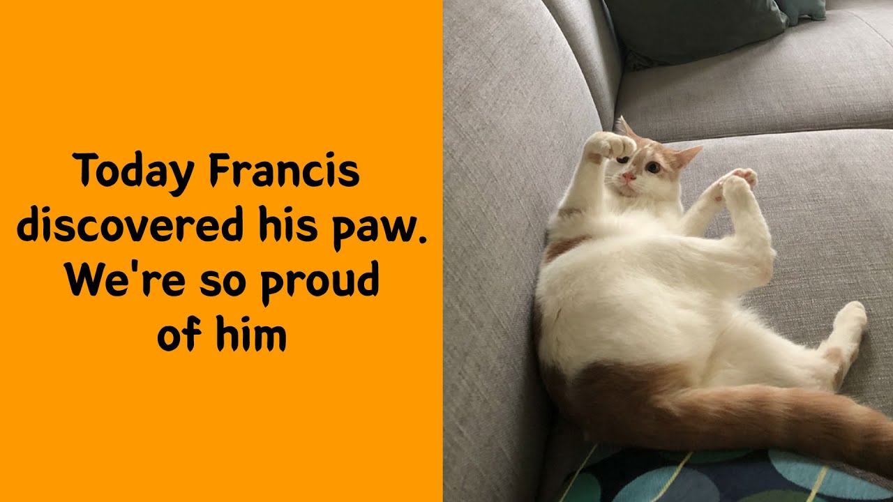 50 Pure Cat Moments That Might Gently Fix Your Mood