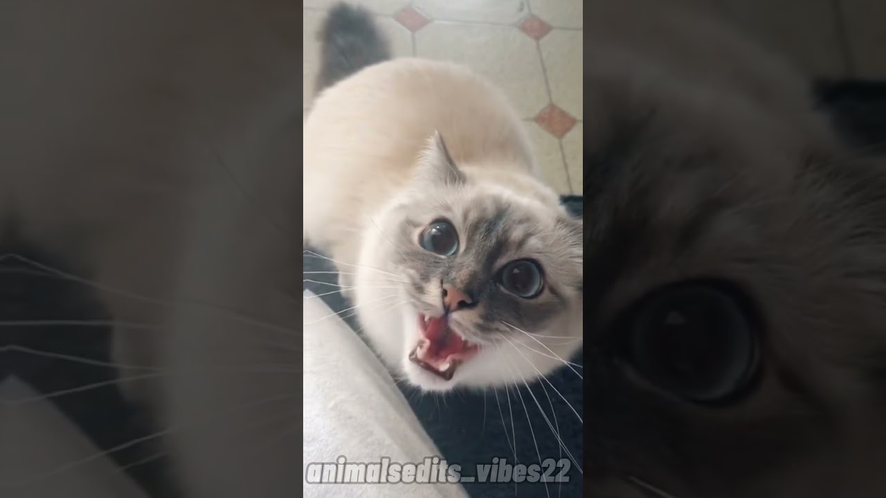 Call Me When You Want Call Me When You Need #birman #cat #shorts #tiktok #animals #fyp