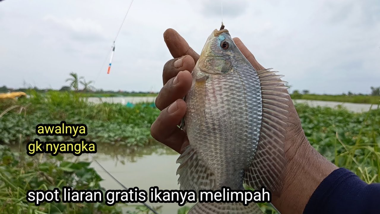 Berpuasa mancingnya sebentar aja udah cukup. 