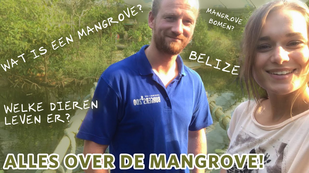 ALLES OVER DE MANGROVE (en waarom mangroves belangrijk zijn)! 🌱