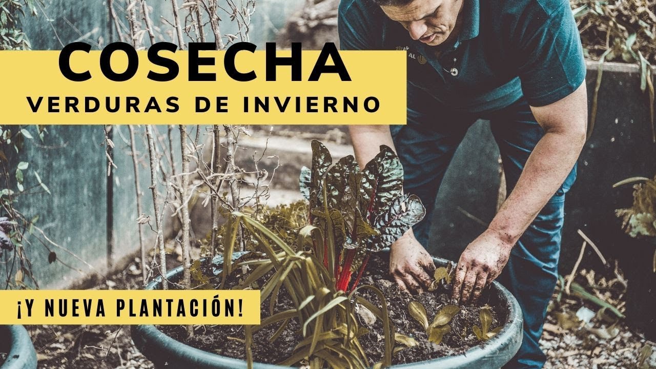 Cosecha de hortalizas de invierno y nueva plantación - Bricomanía - Jardinatis