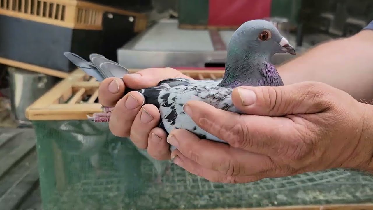 Walter  Sitarz-WWRPC- bird | Racing Homer Pigeon