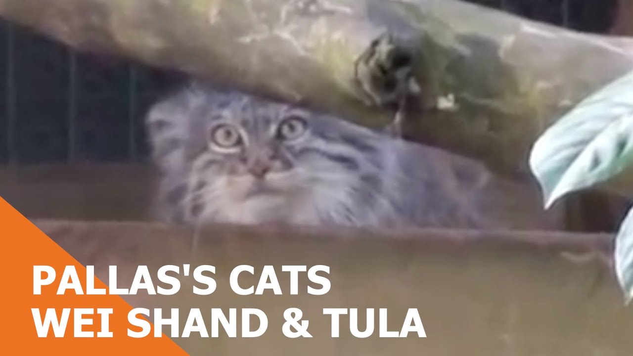 Pallas's Cats - Wei Shand & Tula