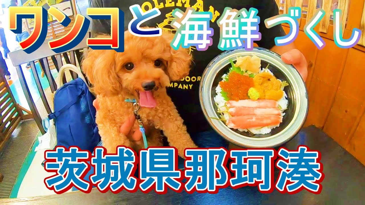 茨城県【那珂湊】に美味しいお魚を食べに行ったらご主人よりも魚好きになったトイプードル