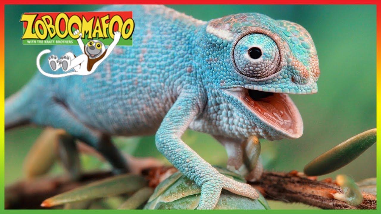 🦎 Zoboomafoo 248 | Buddies | Animal shows for kids | Full Episode | HD 🦎