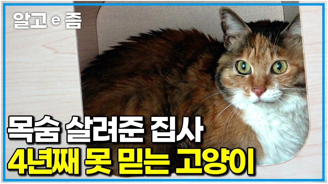 “피와 침을 흘리고 있었어요” 죽어가던 고양이를 지극정성으로 살려냈지만 4년이 지나도 마음을 굳게 닫아 다가갈 수조차 없다는데｜고양이를 부탁해｜알고e즘