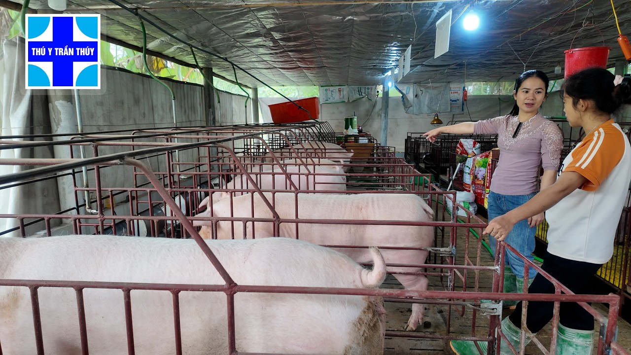 Đàn lợn giống công ty sau 1 tháng bắt về