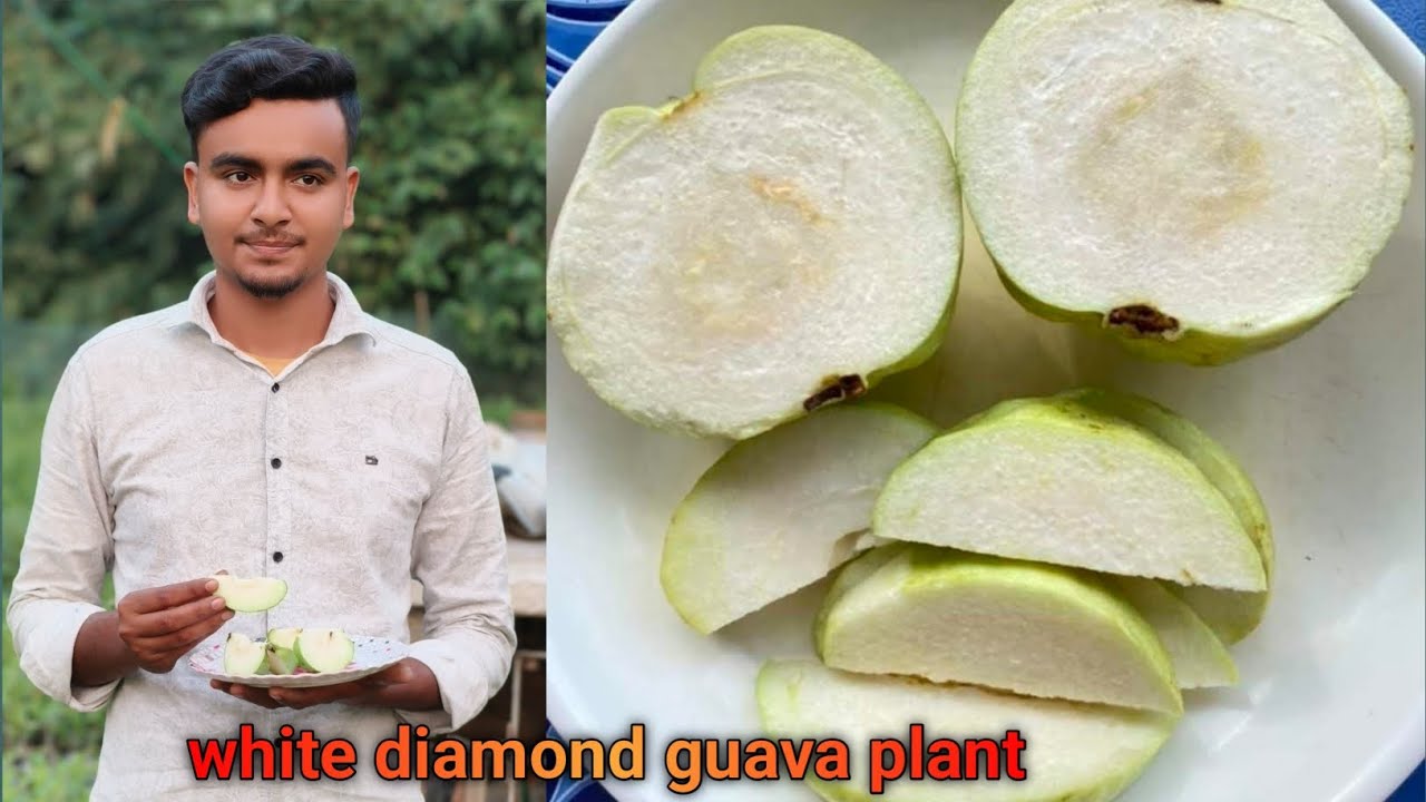 white diamond guava plant+Seedless Guava Contact 7029279400