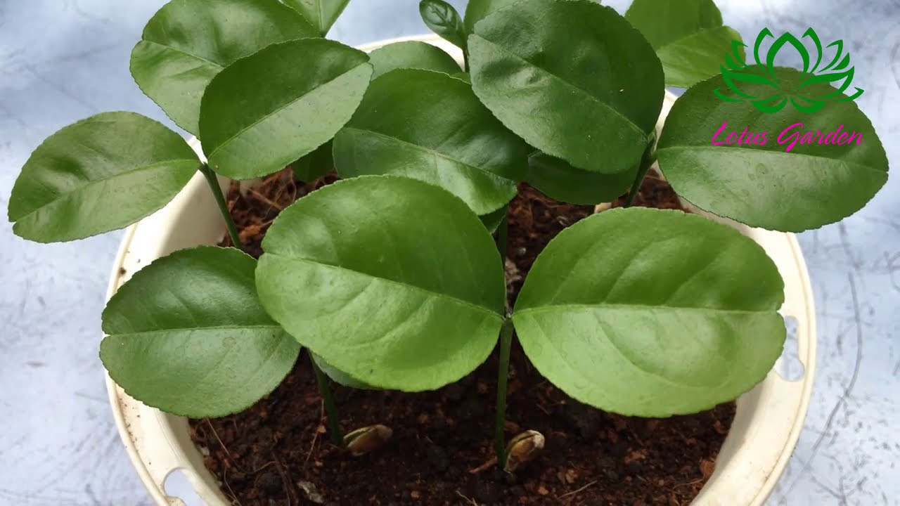How to grow grapefruit from seeds fast and easy