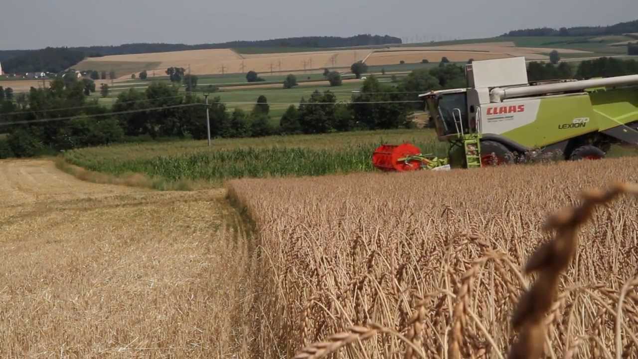 Dinkelernte mit Claas Lexion 670 (LU Auburger)