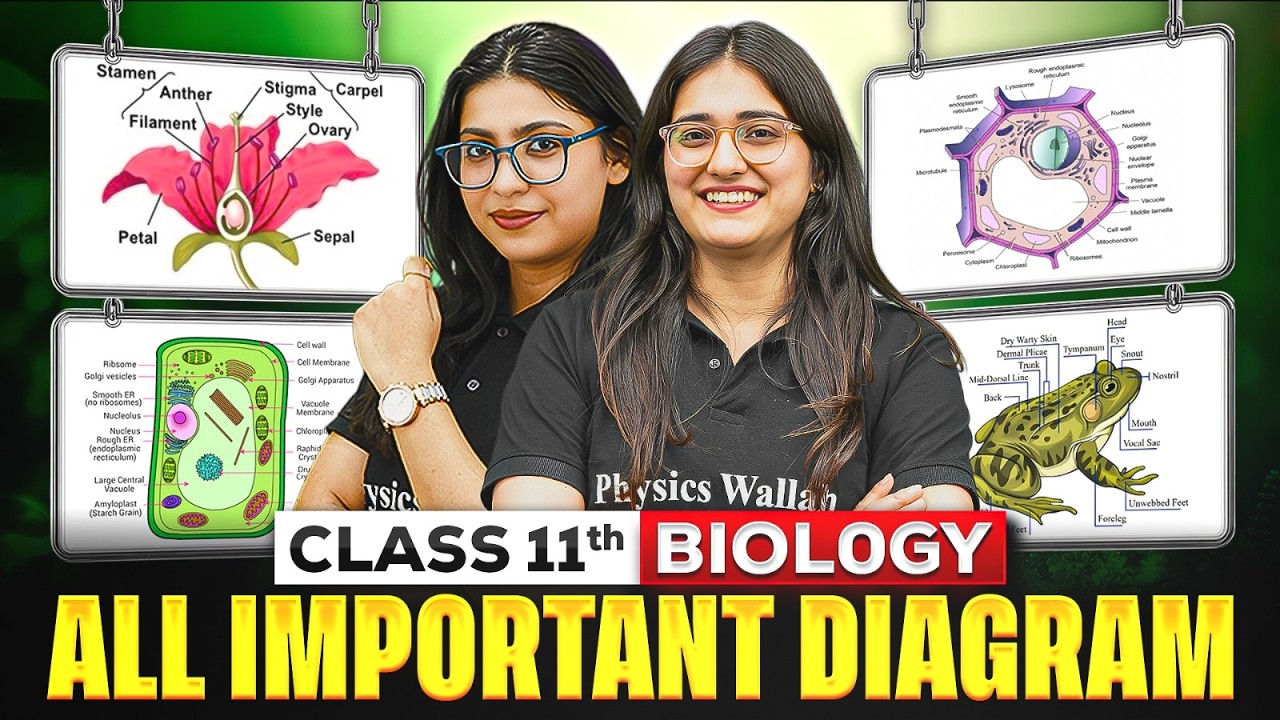 Class 11 Biology All Important Diagrams 🔥 | Complete Exam Revision