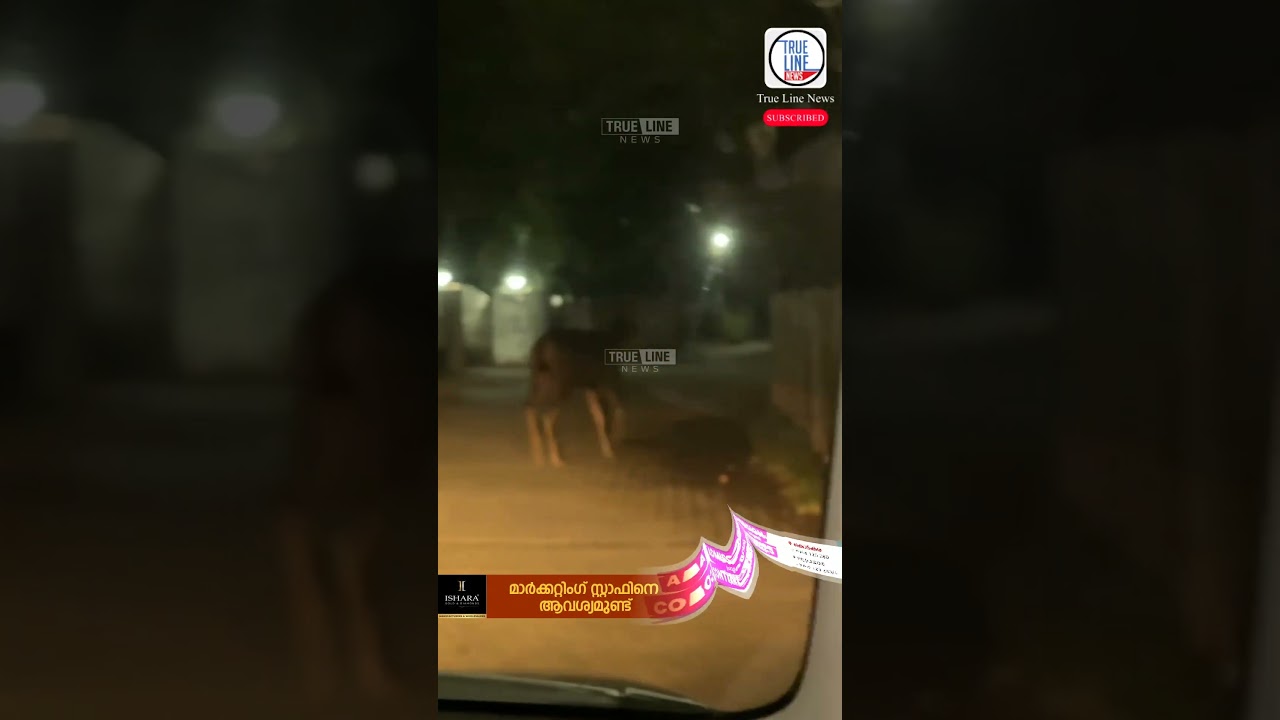 മൂന്നുപീടിക പടിഞ്ഞാറ് റോഡിൽ മാനിനെ കണ്ടെത്തി #news #shortsnews #shorts