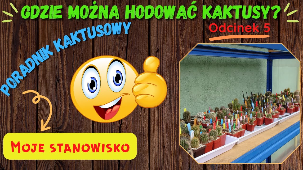 Miejsce do hodowli kaktusów. Poradnik kaktusowy, czyli jak hodować kaktusy odc.5