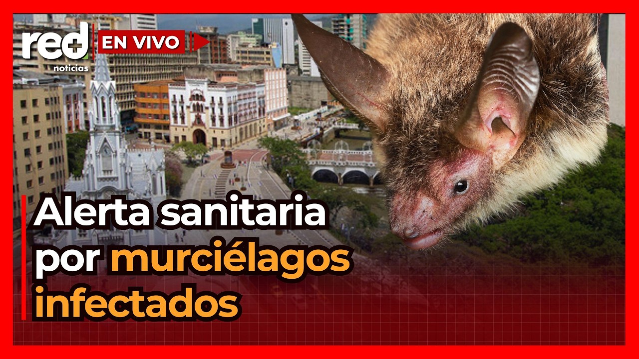Autoridades advierten presencia de murciélagos infectados y activan alerta sanitaria en Cali