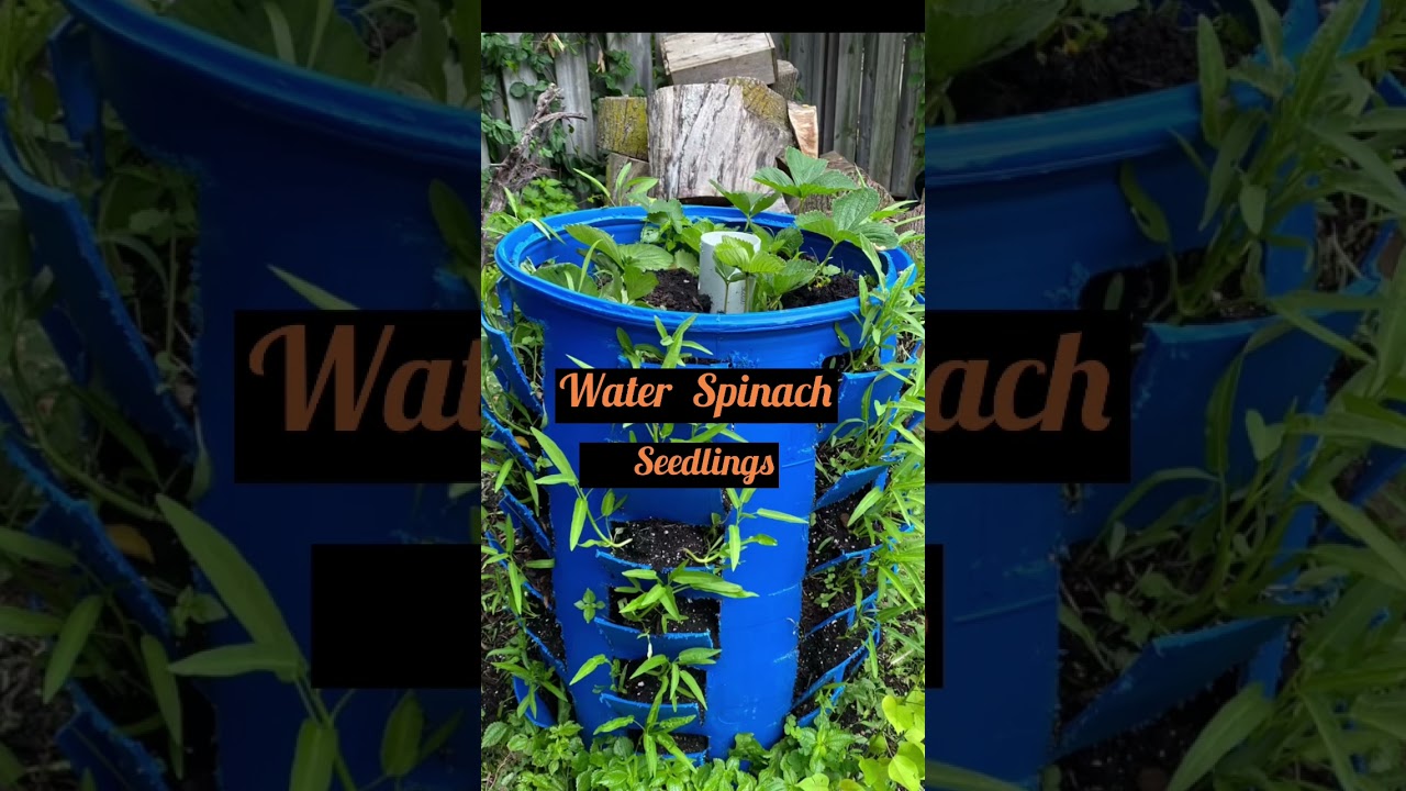My vegetable garden  in a plastic drum 55 gallon