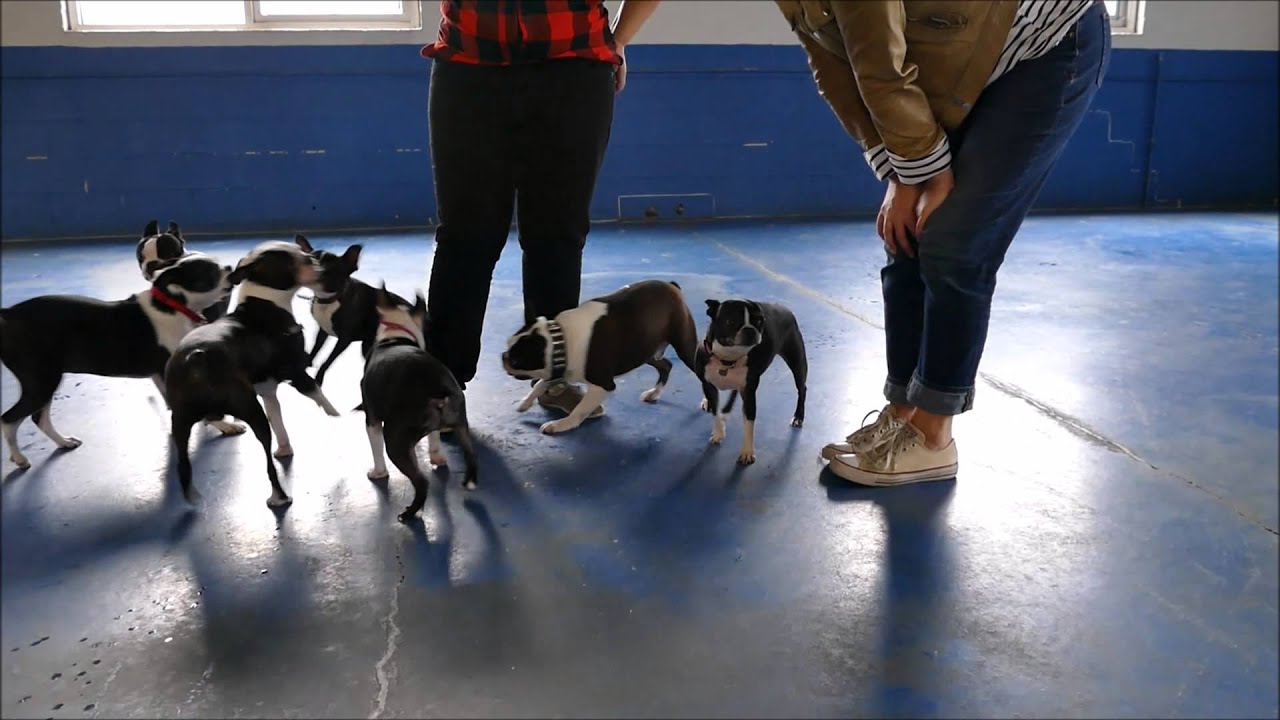 Boston Terrier Madness II