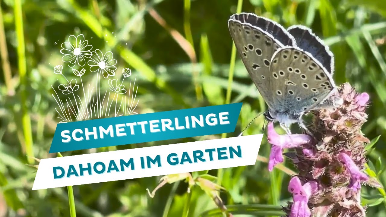 Schmetterlinge im eigenen Garten🦋