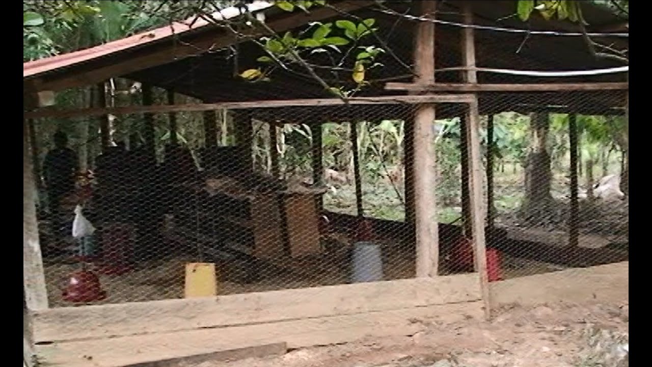 Entrega de 500 pollas ponedoras en la finca El Paraíso - Acacías, Meta