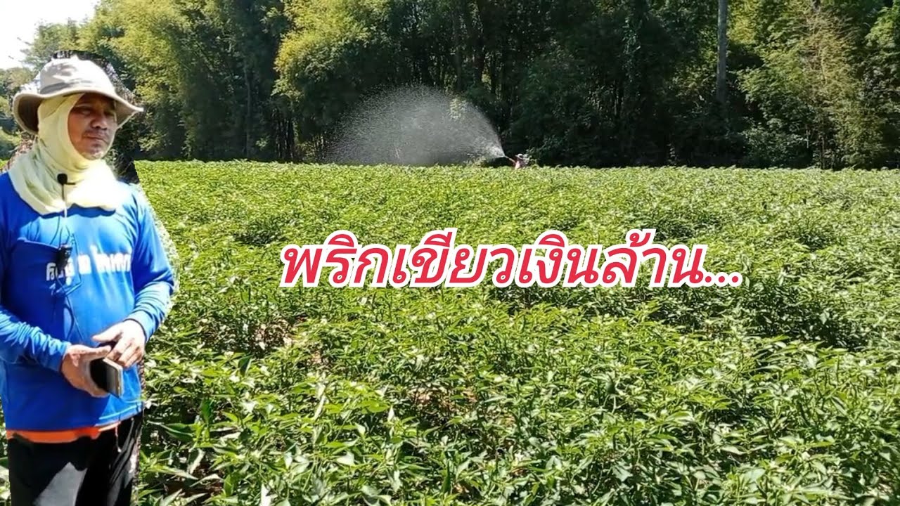 เกษตรทำเงินปลูกพริกเขียวเงินล้านต้นใหญ่ขายง่ายลูกดกพ่อค้ารับซื้อถึงสวน|กบปลาพารวย