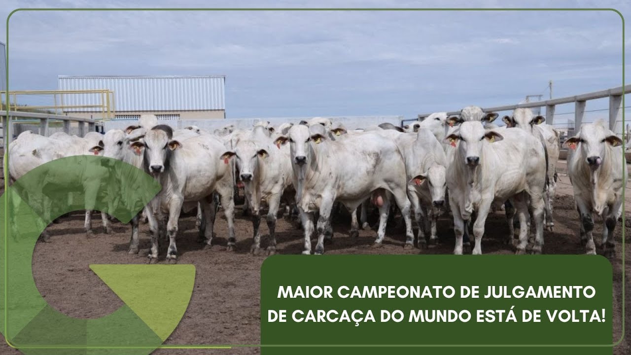 🐮 MAIOR CAMPEONATO DE JULGAMENTO DE CARCAÇA DO MUNDO ESTÁ DE VOLTA!
