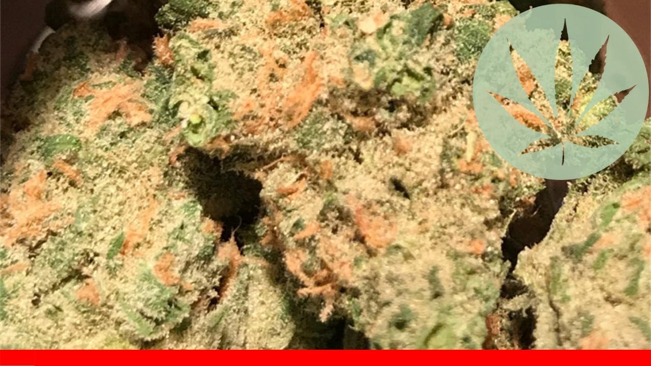 Golden Pineapple - All About This Strain