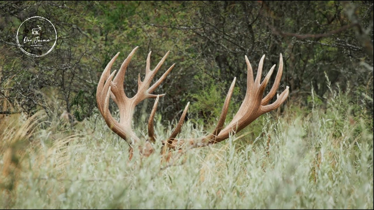 Hunting in La Pampa Argentina at Don Jaime