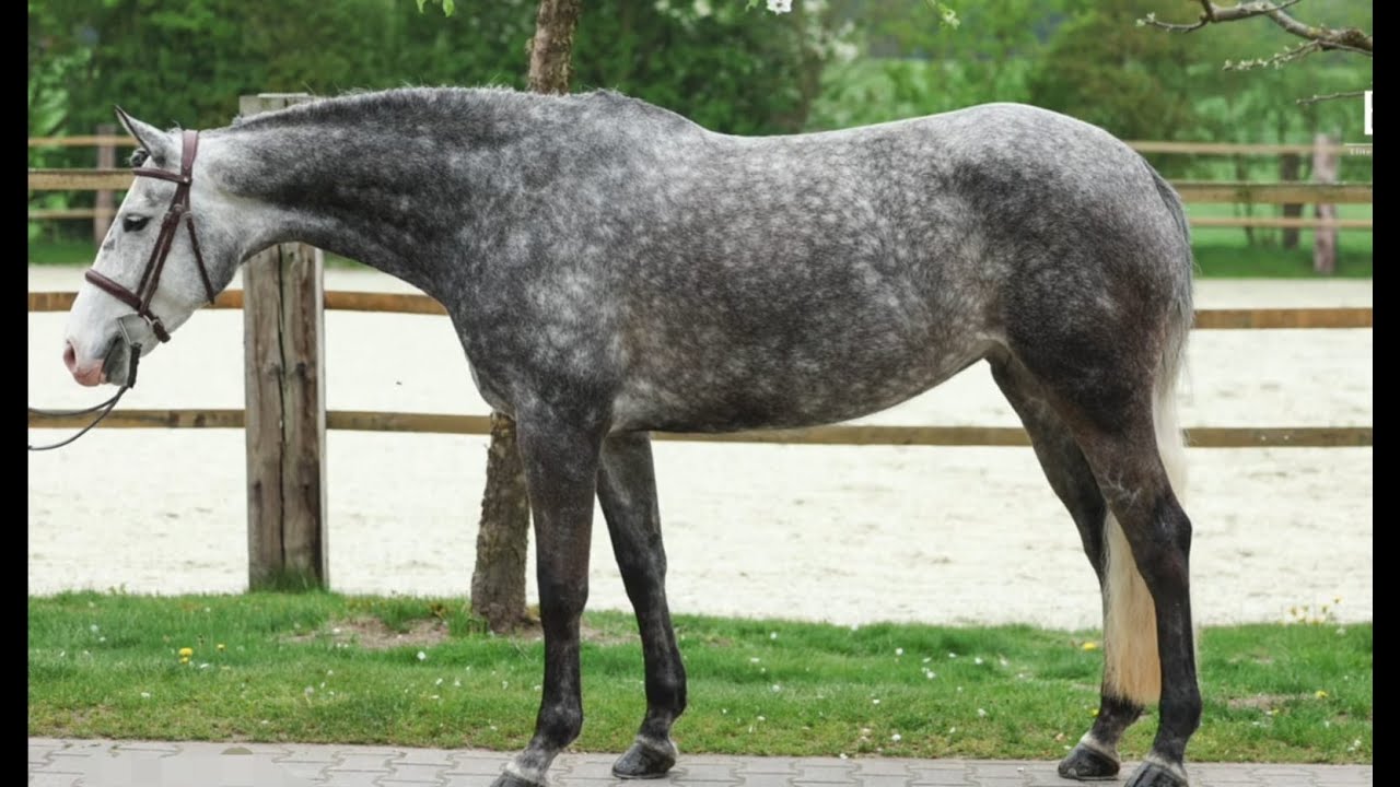 2019 Mare - Hunter Prospect in Germany