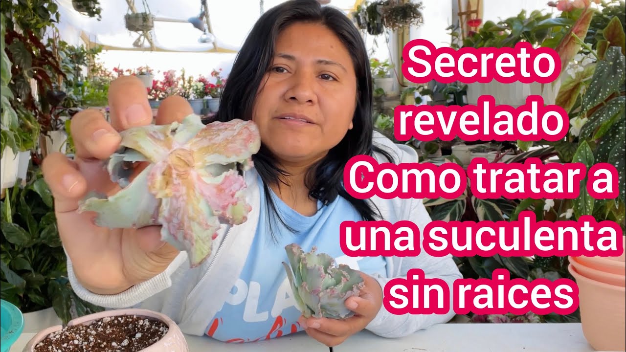El secreto para plantar cualquier suculenta sin ra&iacute;ces y que sea un &eacute;xito