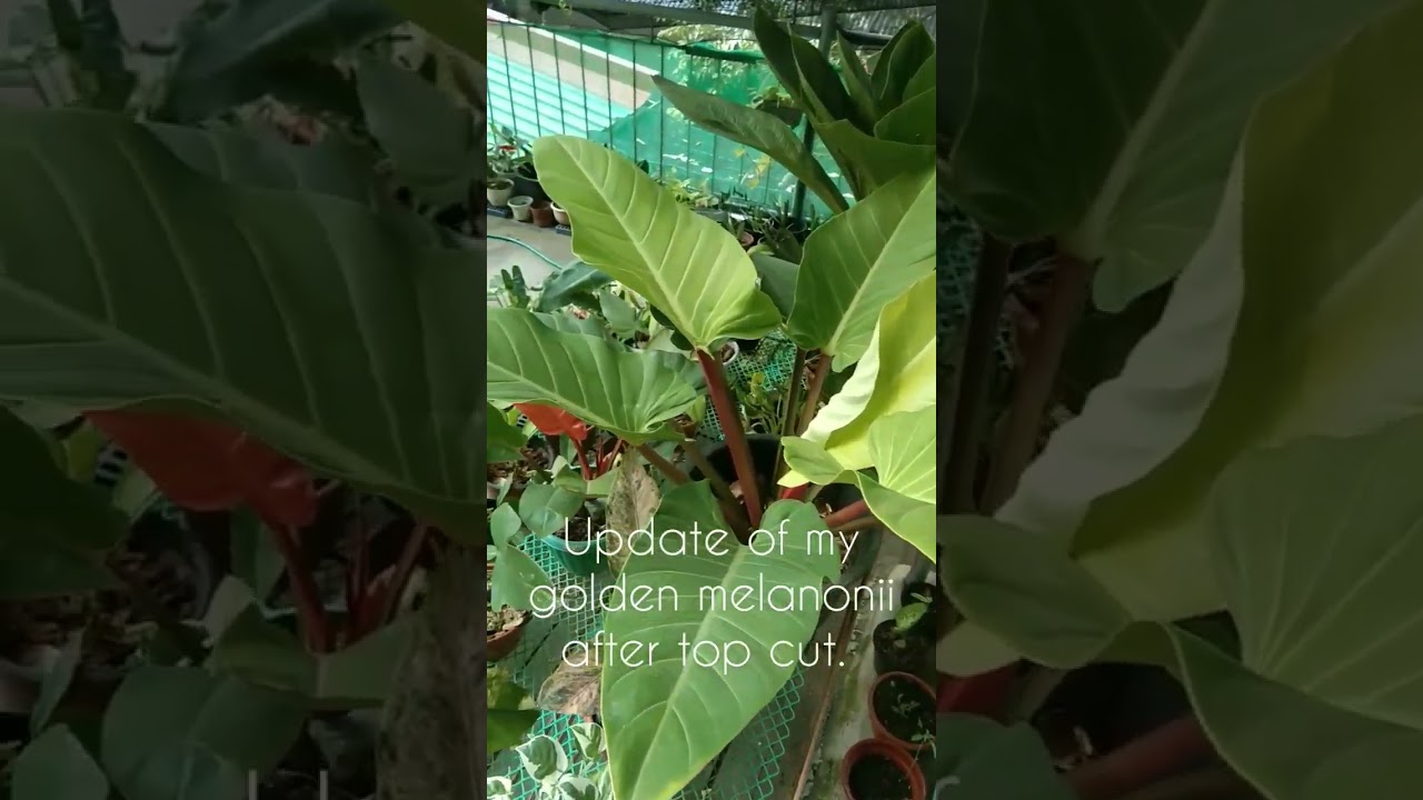 My #philodendron Golden Melanonii after propagation. #plantpropagation #planthobby #iloveplants
