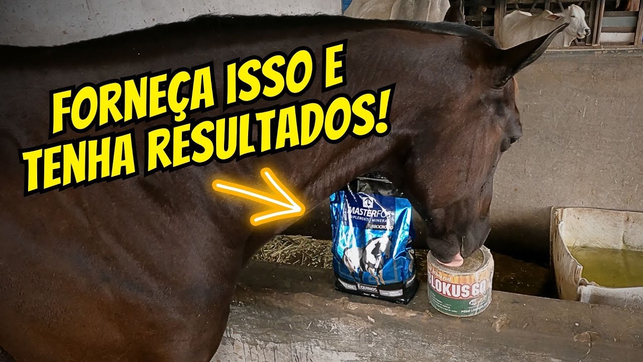 MENOS DE 60 REAIS E TENHA RESULTADOS INCRÍVEIS! SAL MINERAL PARA CAVALOS