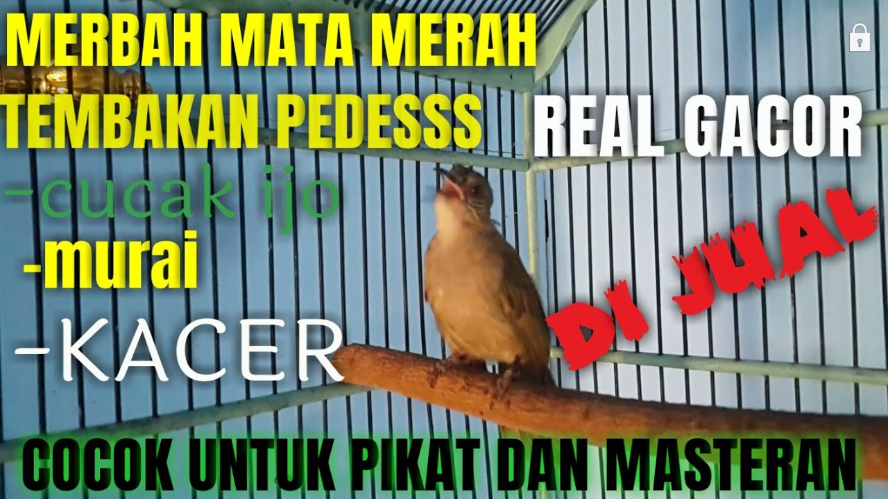 MERBAH MATA MERAH GACOR COCOK UNTUK PIKAT DAN TERAPI BURUNG MERBAH MATA MERAH !!!,...
