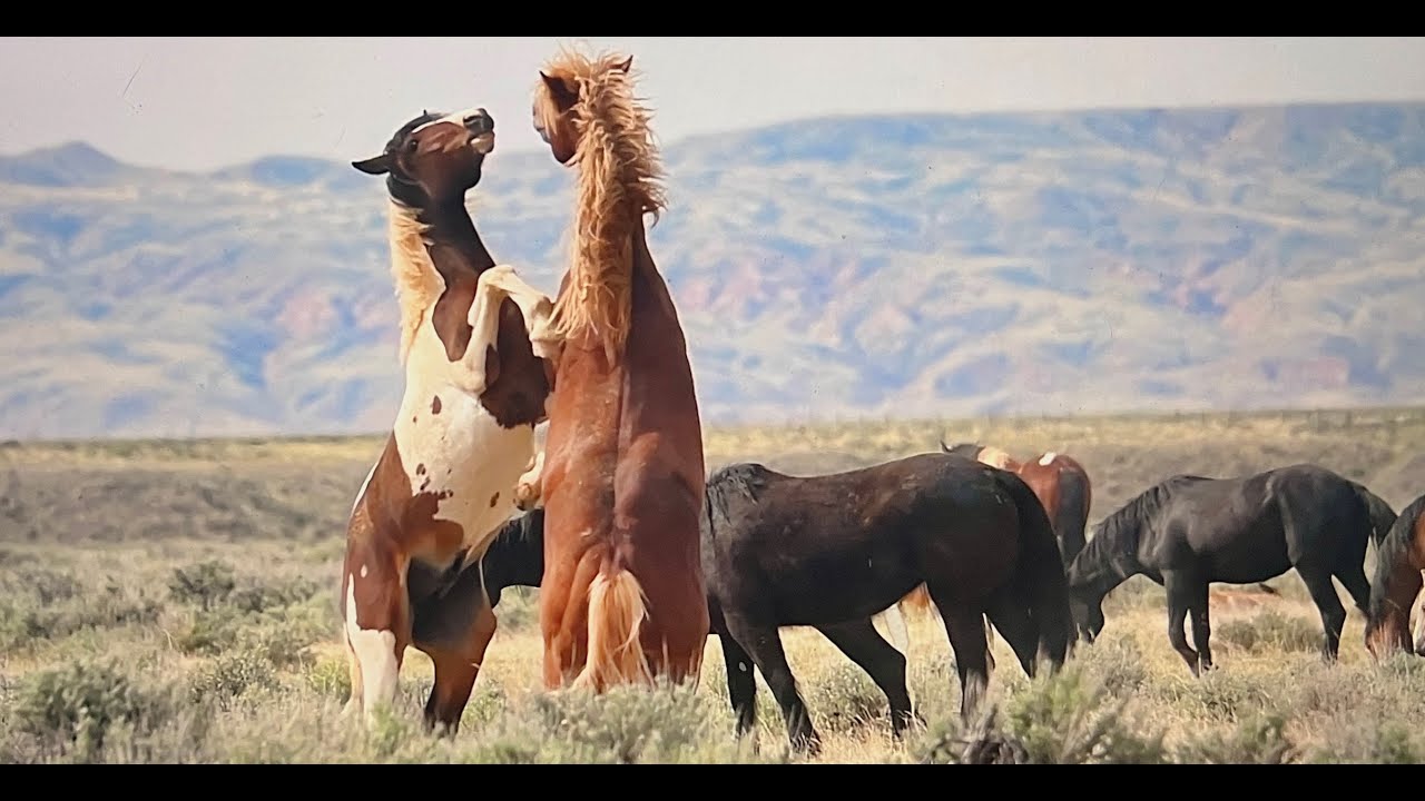 NEW 2025 SEASON 2 WILD HORSES OF AMERICA E1 McCullough Peaks in Wyoming by Karen King